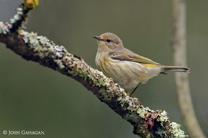 Cape May Warbler - Josh Gahagan