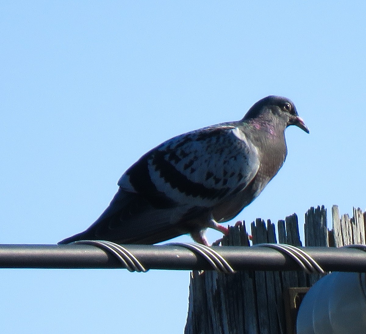 Rock Pigeon (Feral Pigeon) - ML115519401