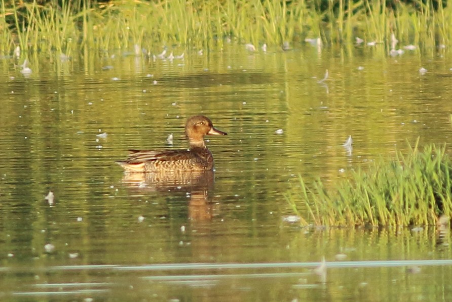 Green-winged Teal - ML115521551