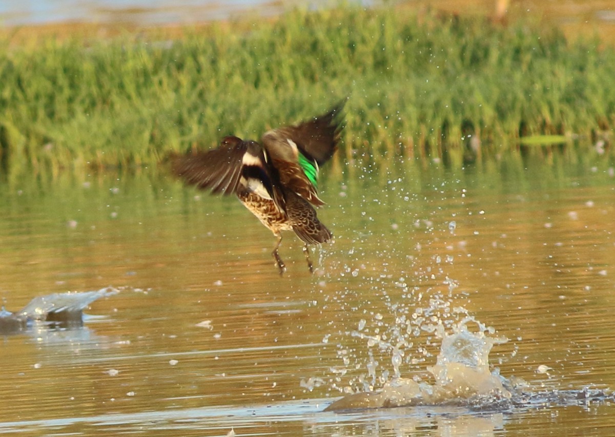 Green-winged Teal - ML115521591