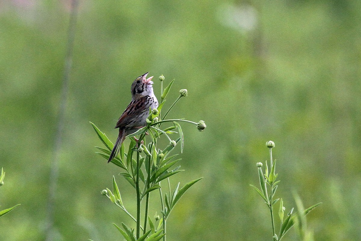Henslow's Sparrow - ML115523211