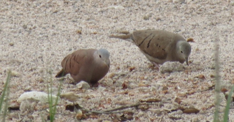 Ruddy Ground Dove - ML115523511