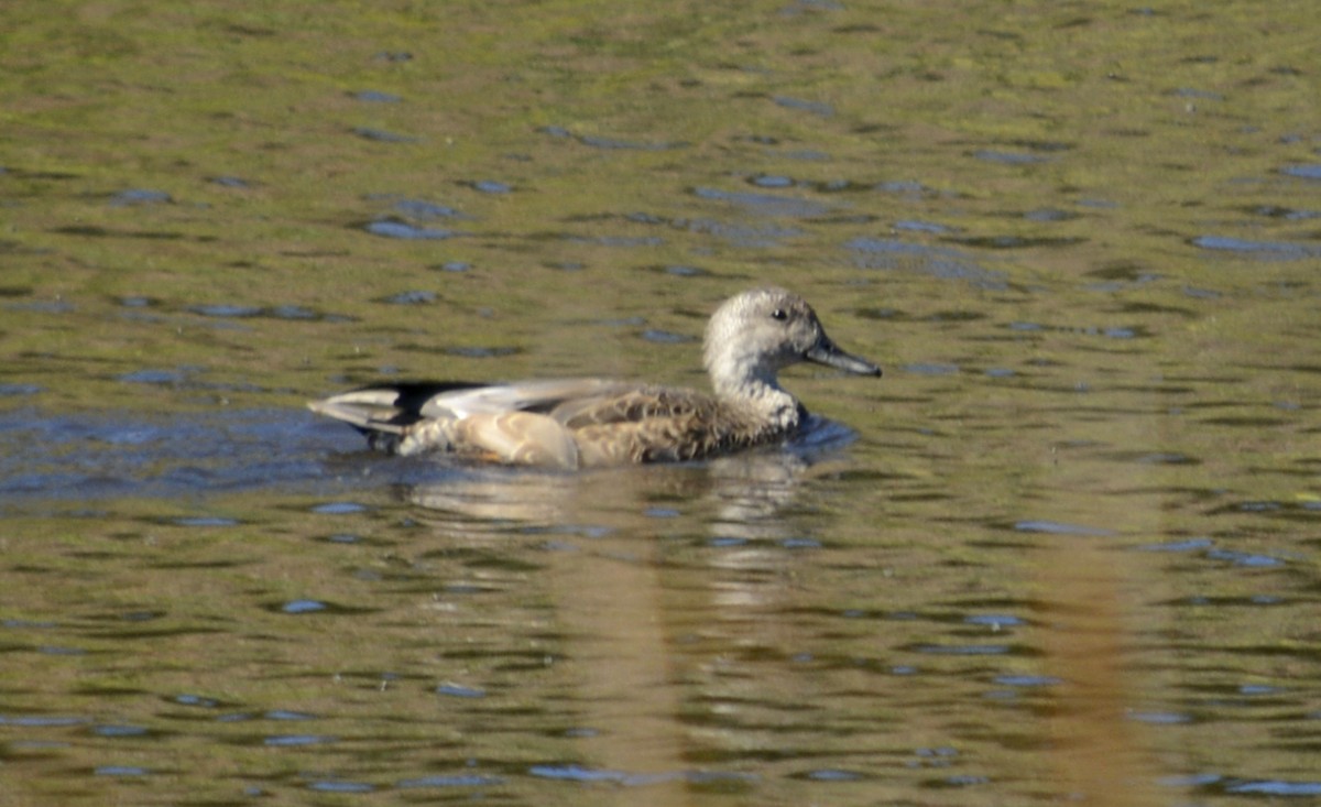 Gadwall - ML115524761