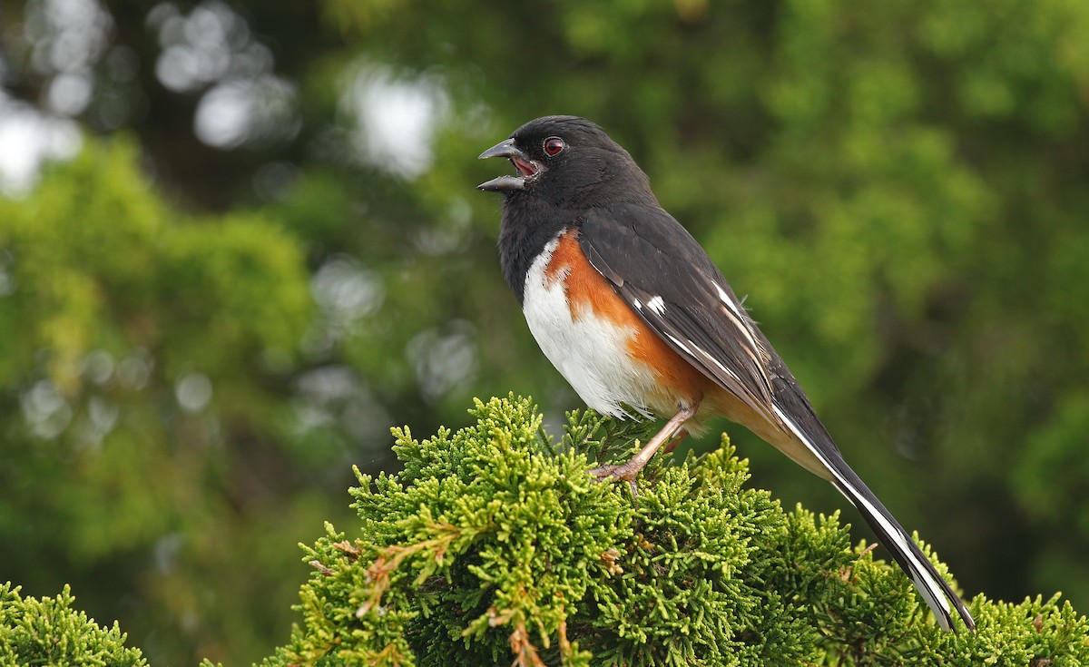 Eastern Towhee - ML115525051