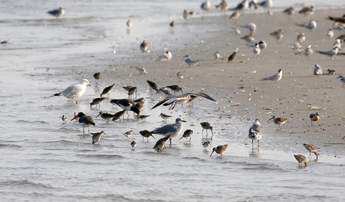 American Oystercatcher - ML115525971