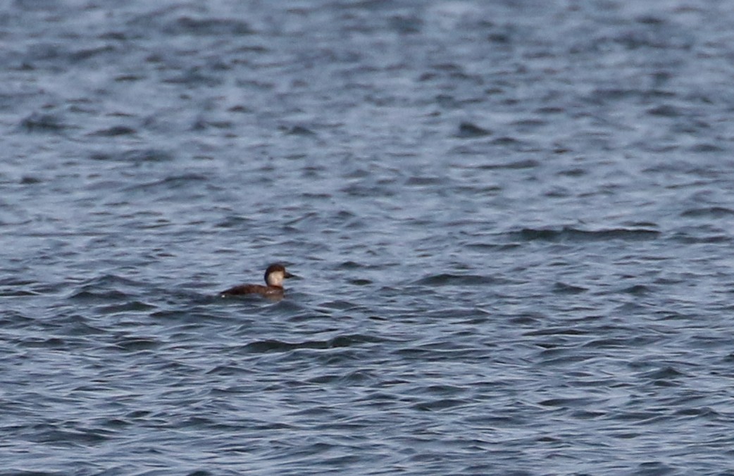 Black Scoter - ML115526301