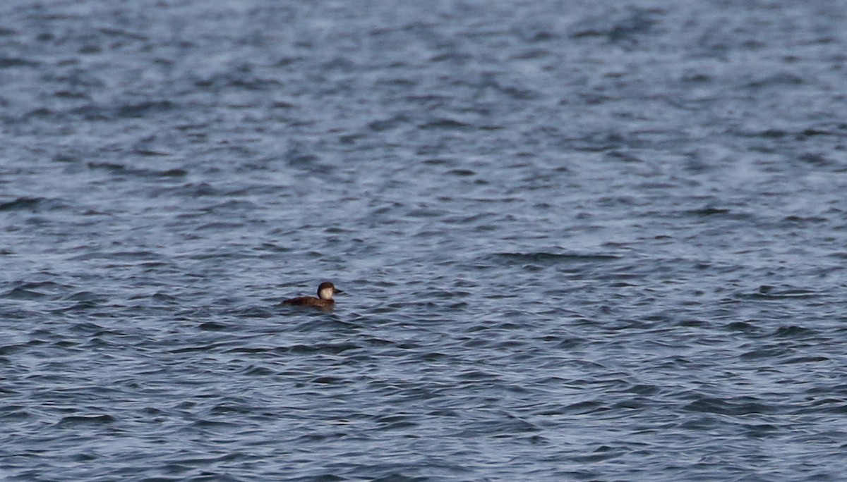 Black Scoter - Jay McGowan