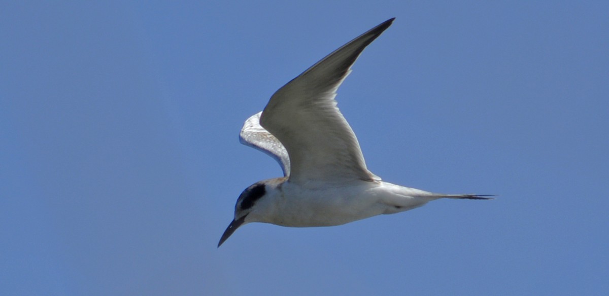 Forster's Tern - ML115526641