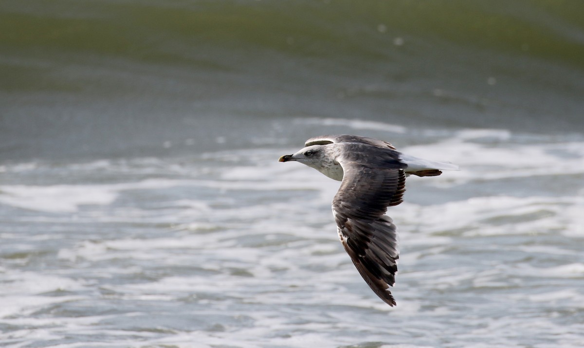 Lesser Black-backed Gull - ML115526951