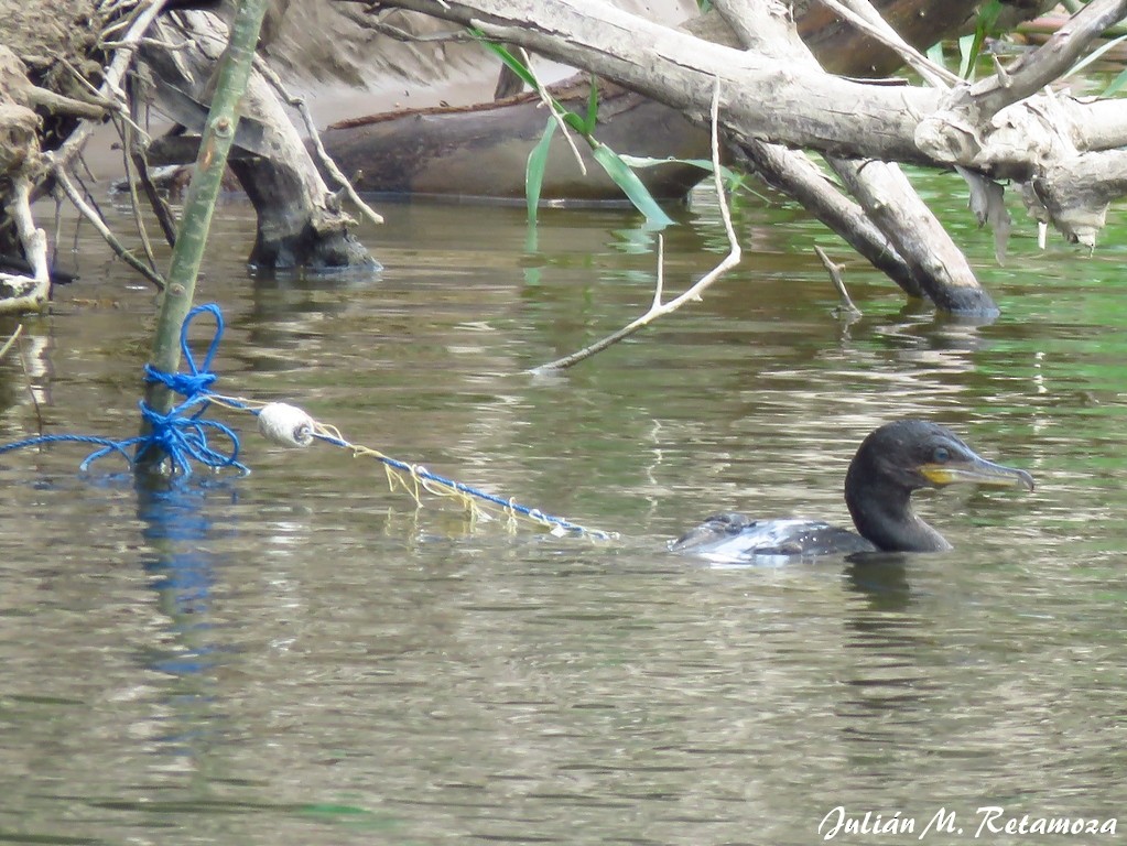 Neotropic Cormorant - ML115526971