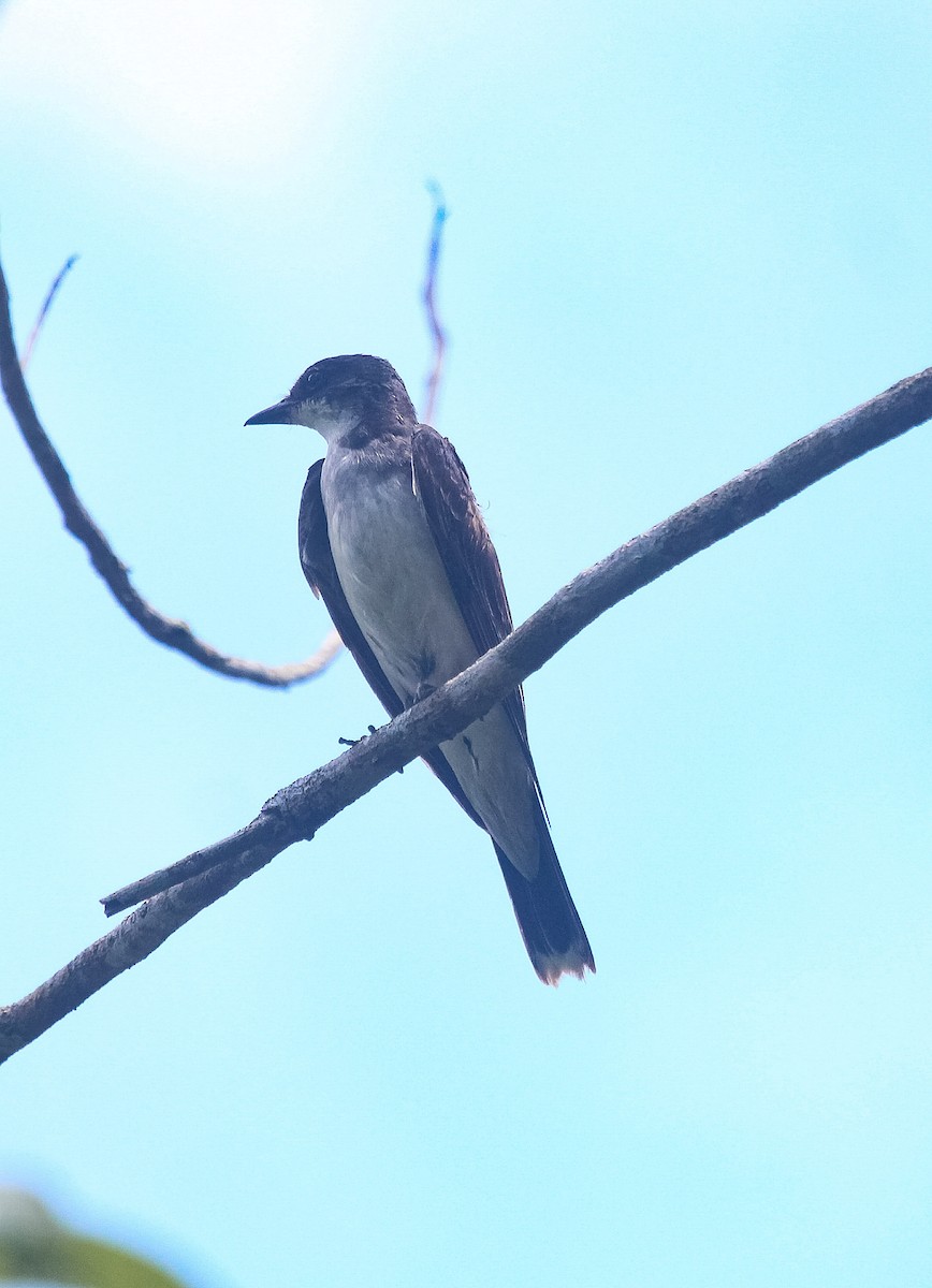 Eastern Kingbird - Isaias Morataya