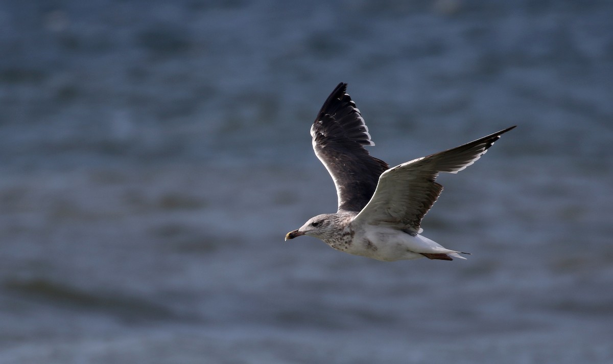 Lesser Black-backed Gull - ML115527131