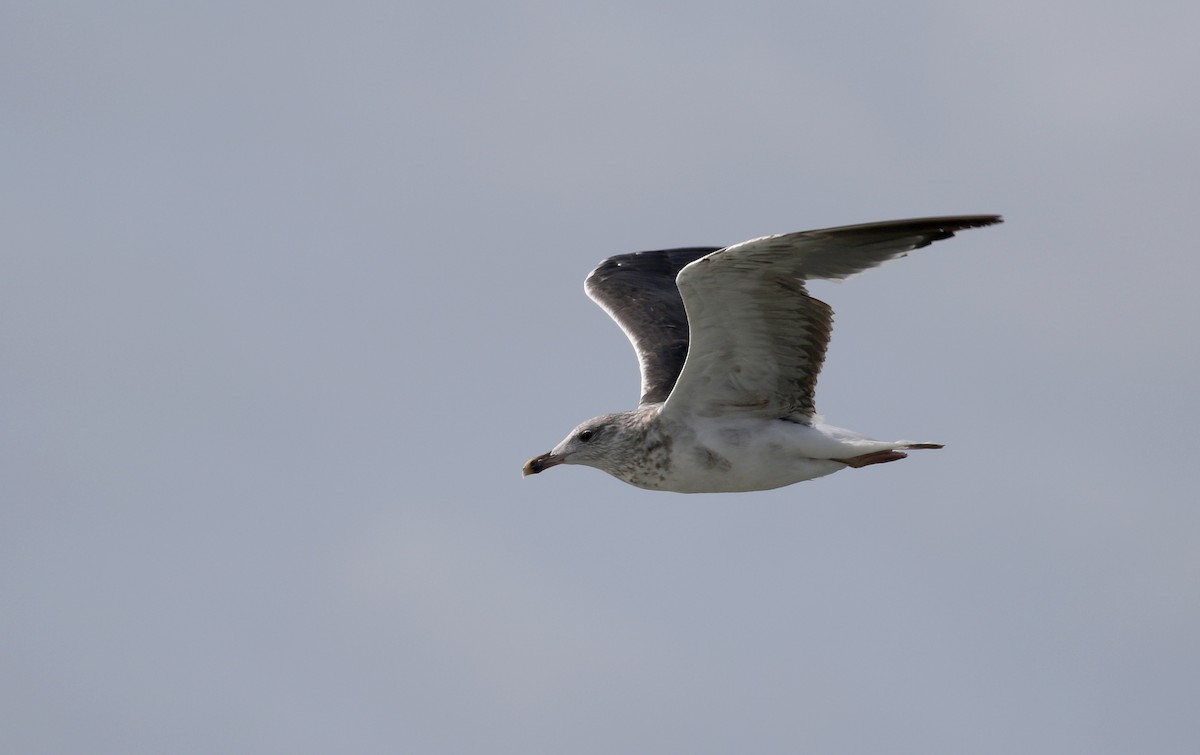 Lesser Black-backed Gull - Jay McGowan