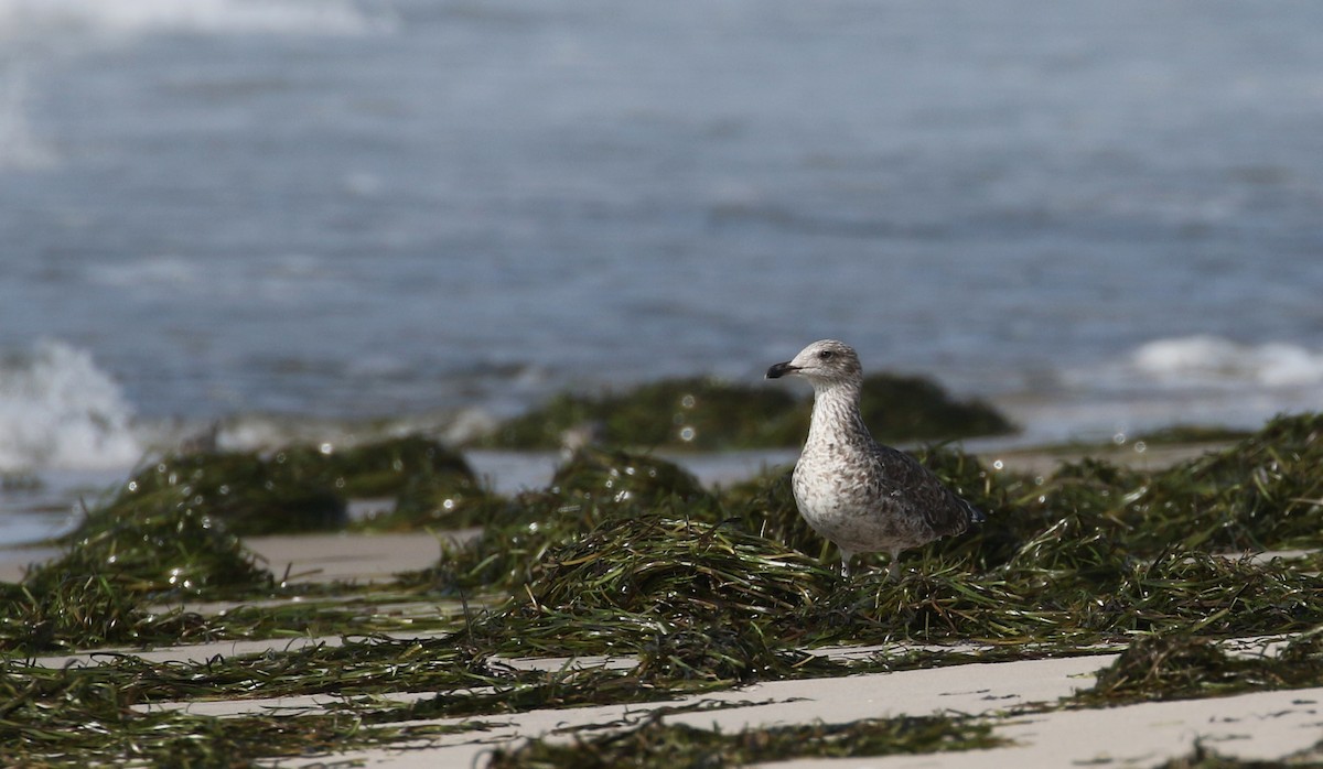 Lesser Black-backed Gull - ML115527171