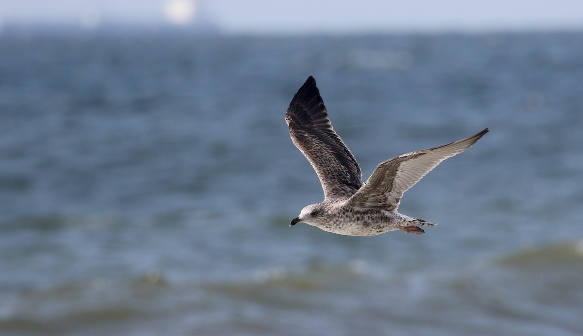 Lesser Black-backed Gull - ML115527501