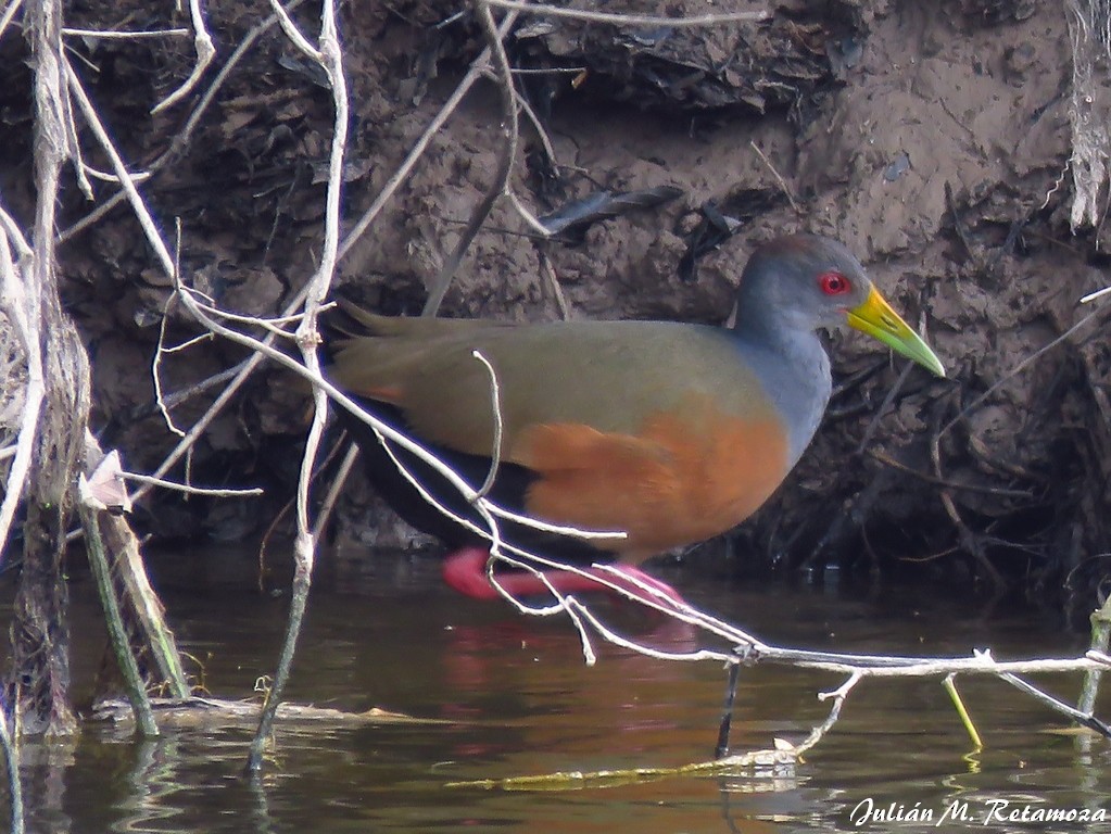 Gray-cowled Wood-Rail - Julián Retamoza