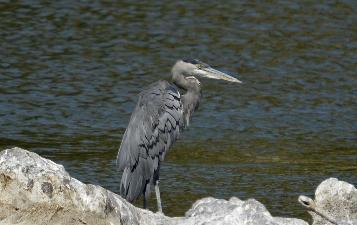 Great Blue Heron - Hal Robins