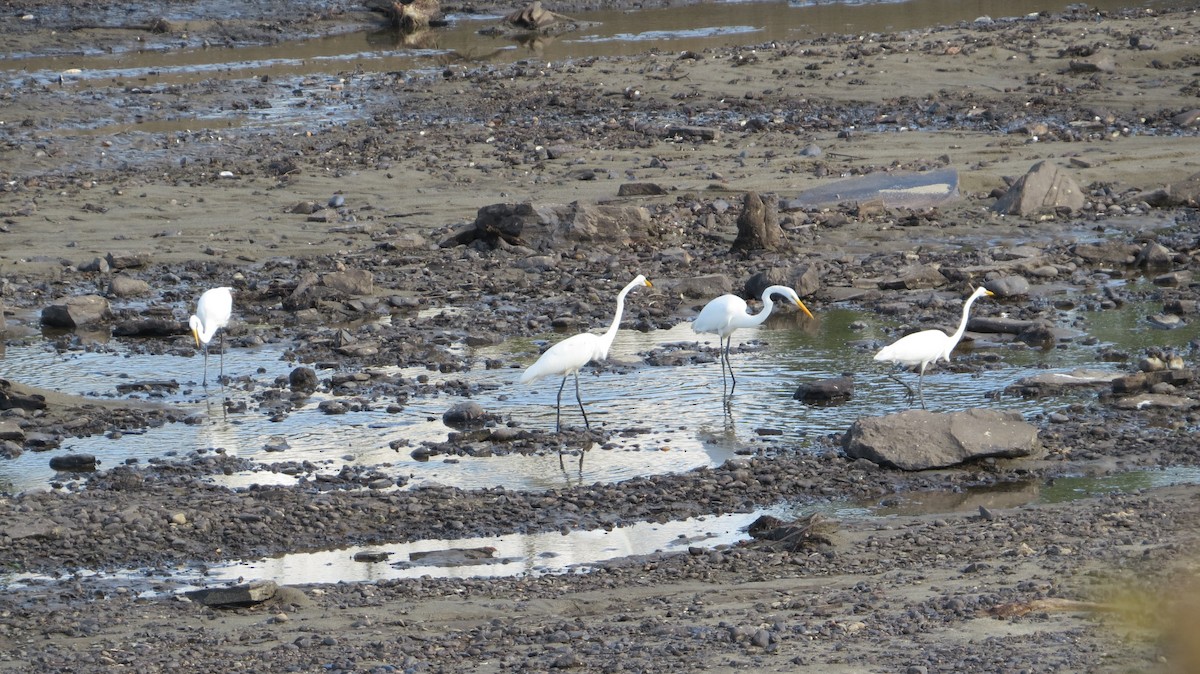 Great Egret - Peter Gagarin