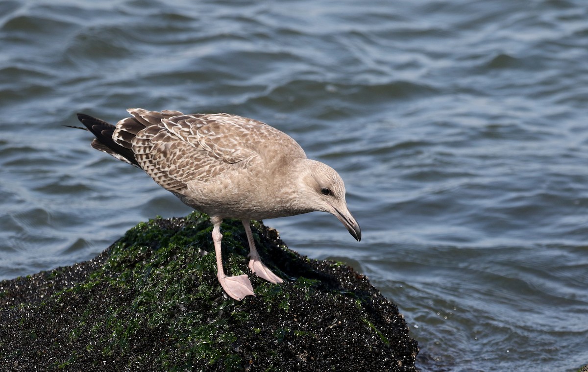 Herring Gull (American) - Jay McGowan