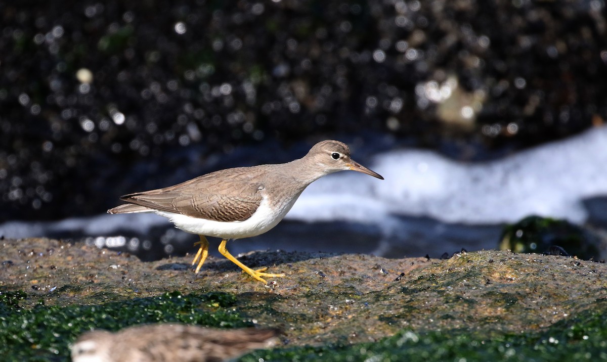 Spotted Sandpiper - ML115529151