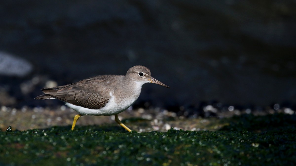 Spotted Sandpiper - ML115529261