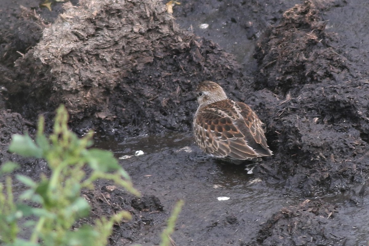 Least Sandpiper - ML115530641