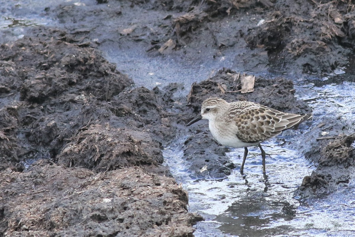 Semipalmated Sandpiper - ML115530691