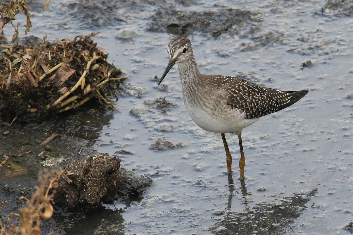 Greater Yellowlegs - ML115530731