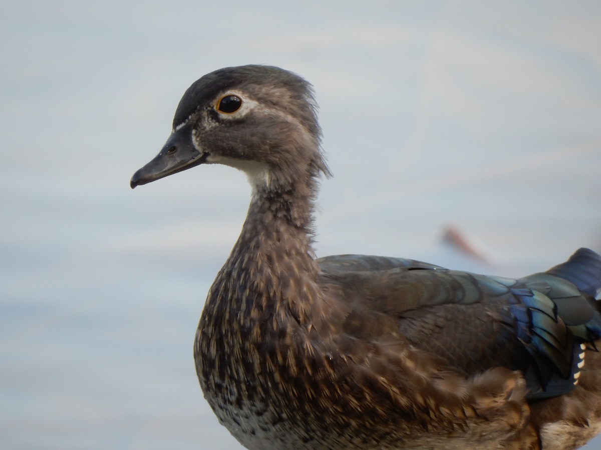 Wood Duck - Sage P