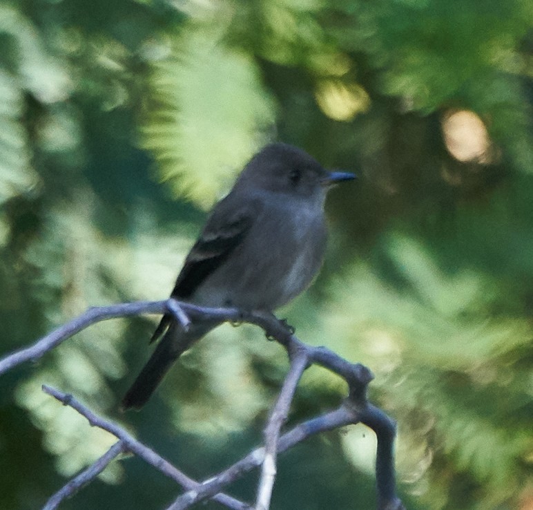 Western Wood-Pewee - Brooke Miller