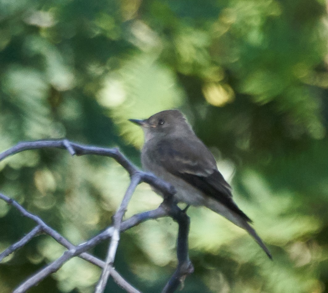 Western Wood-Pewee - ML115531441