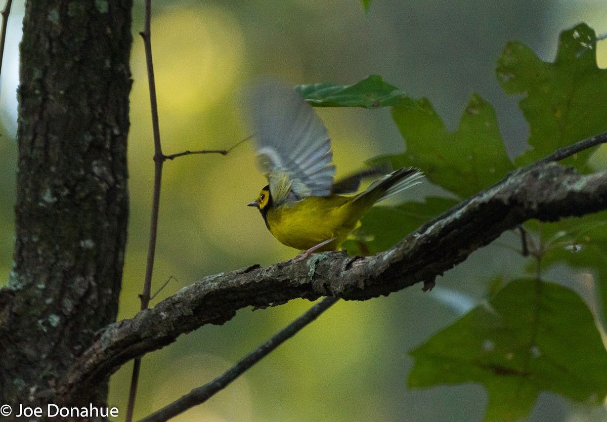 Hooded Warbler - ML115531511
