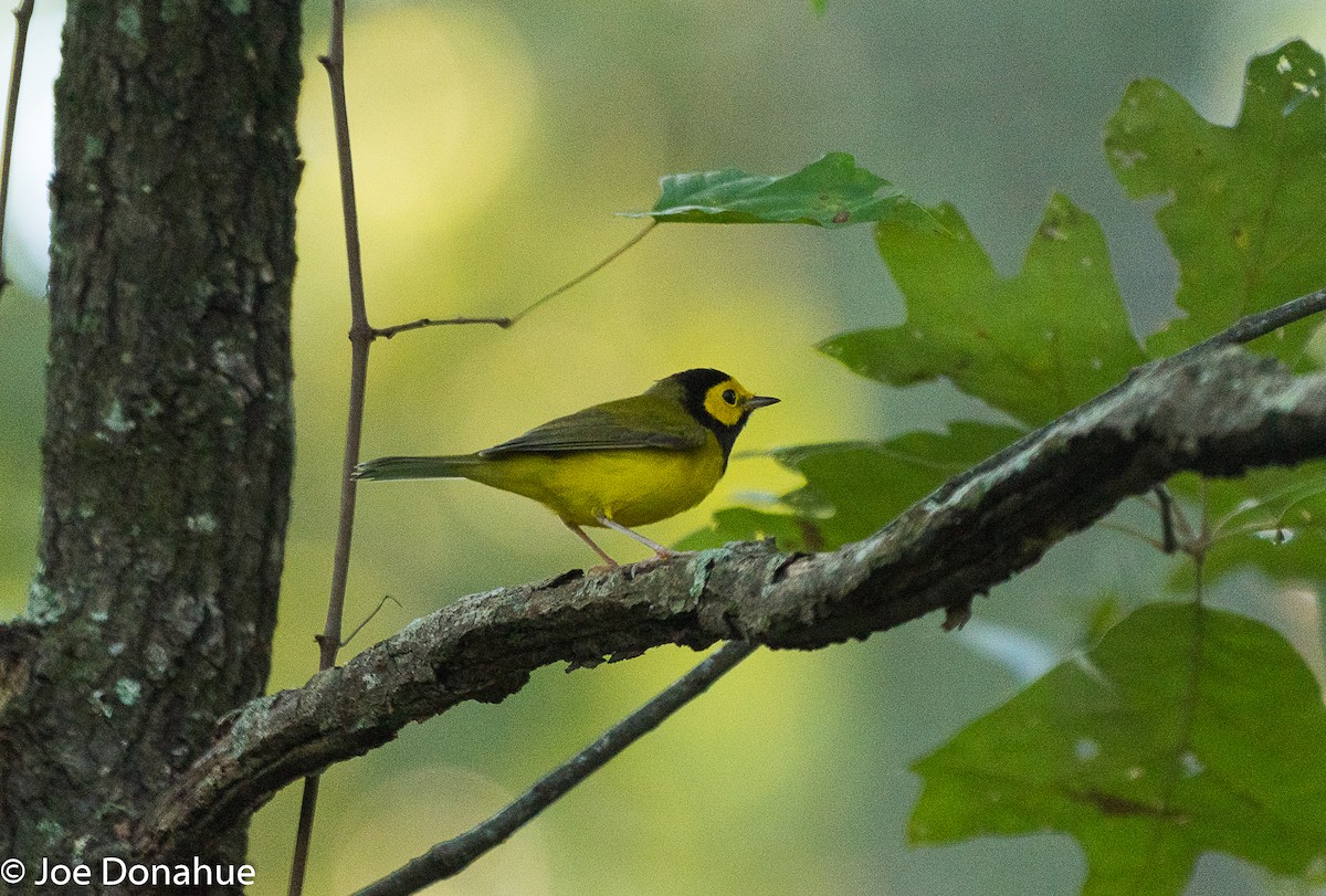 Hooded Warbler - ML115531531