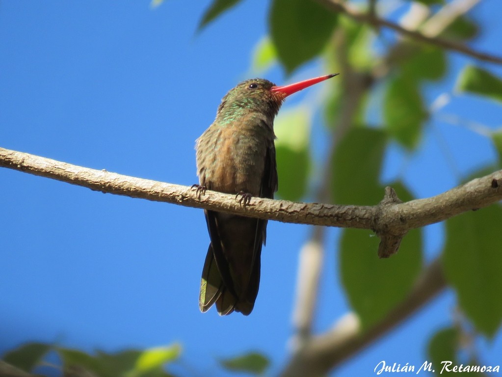 Gilded Hummingbird - ML115533731