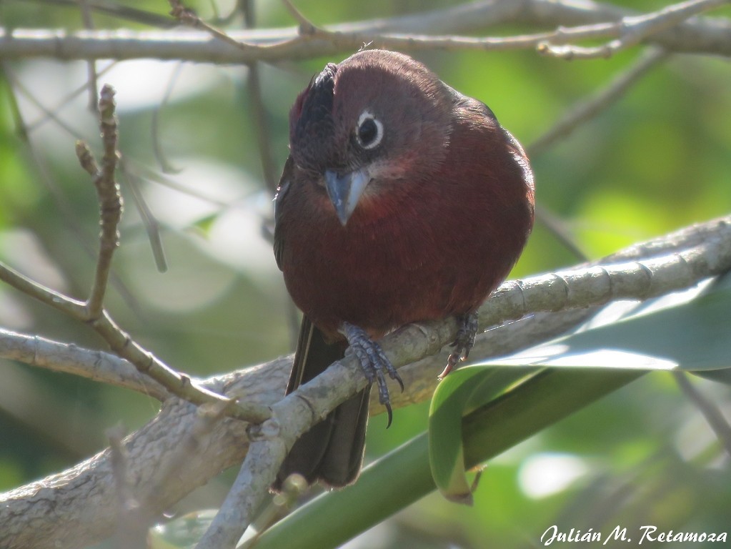 Red-crested Finch - Julián Retamoza