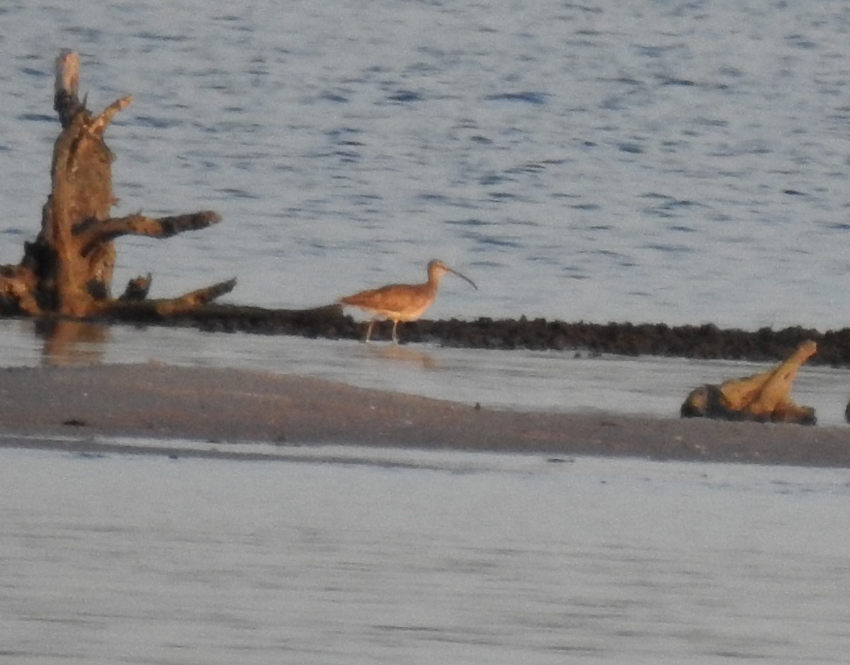 Regenbrachvogel - ML115533991