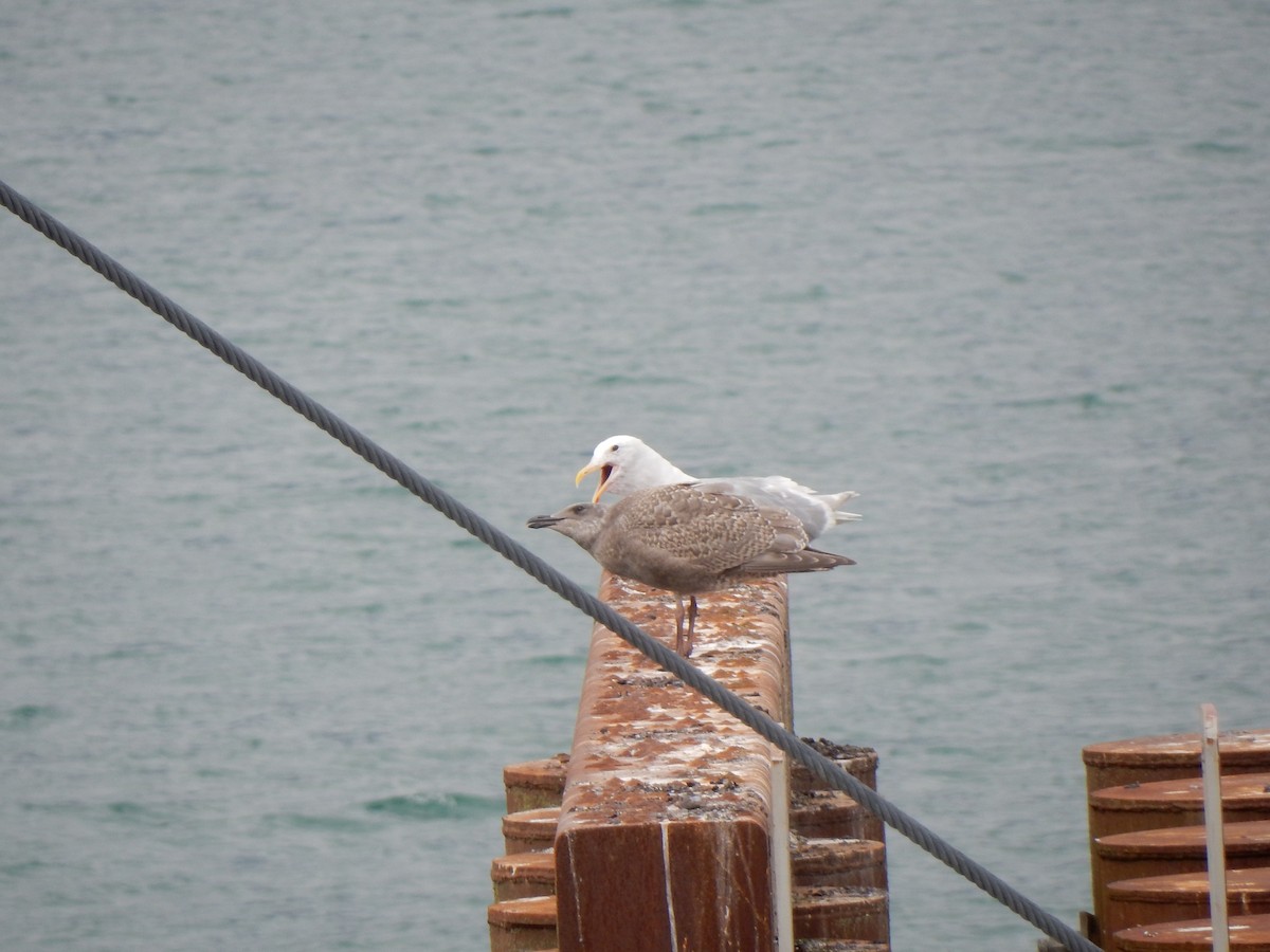 Glaucous-winged Gull - Sage P