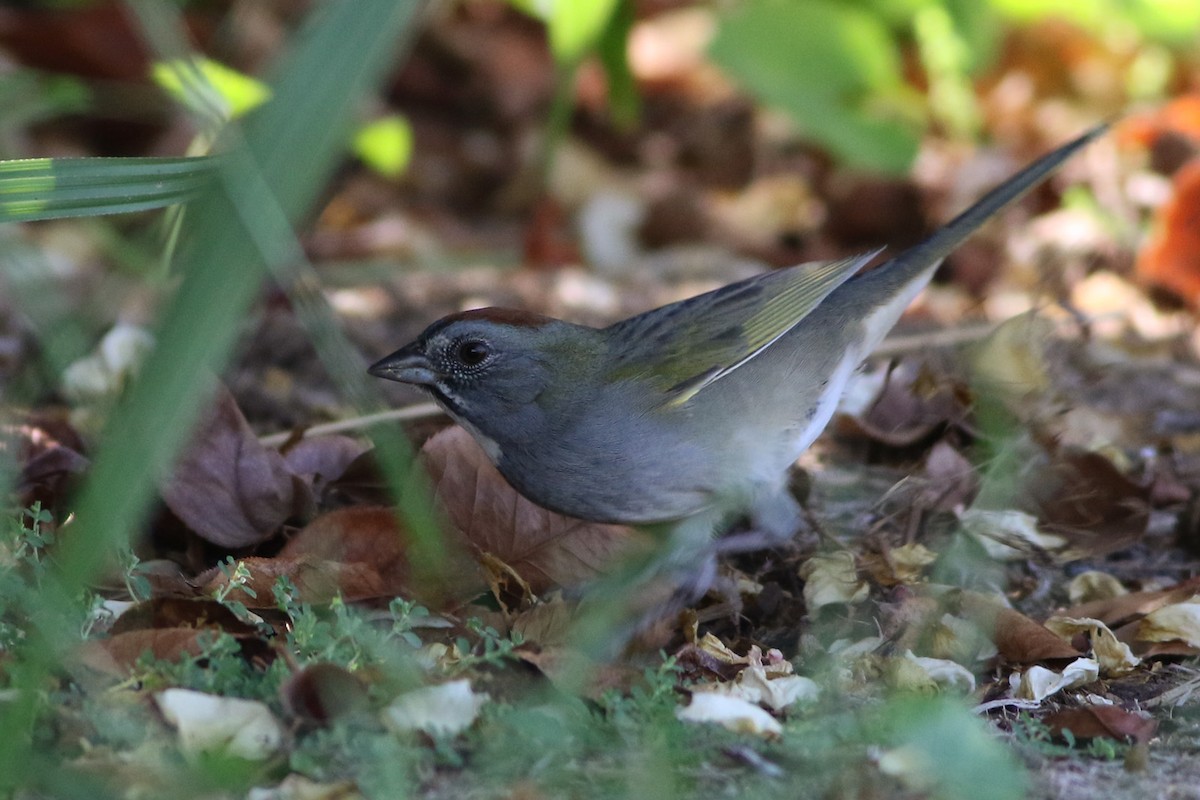 Green-tailed Towhee - ML115539951