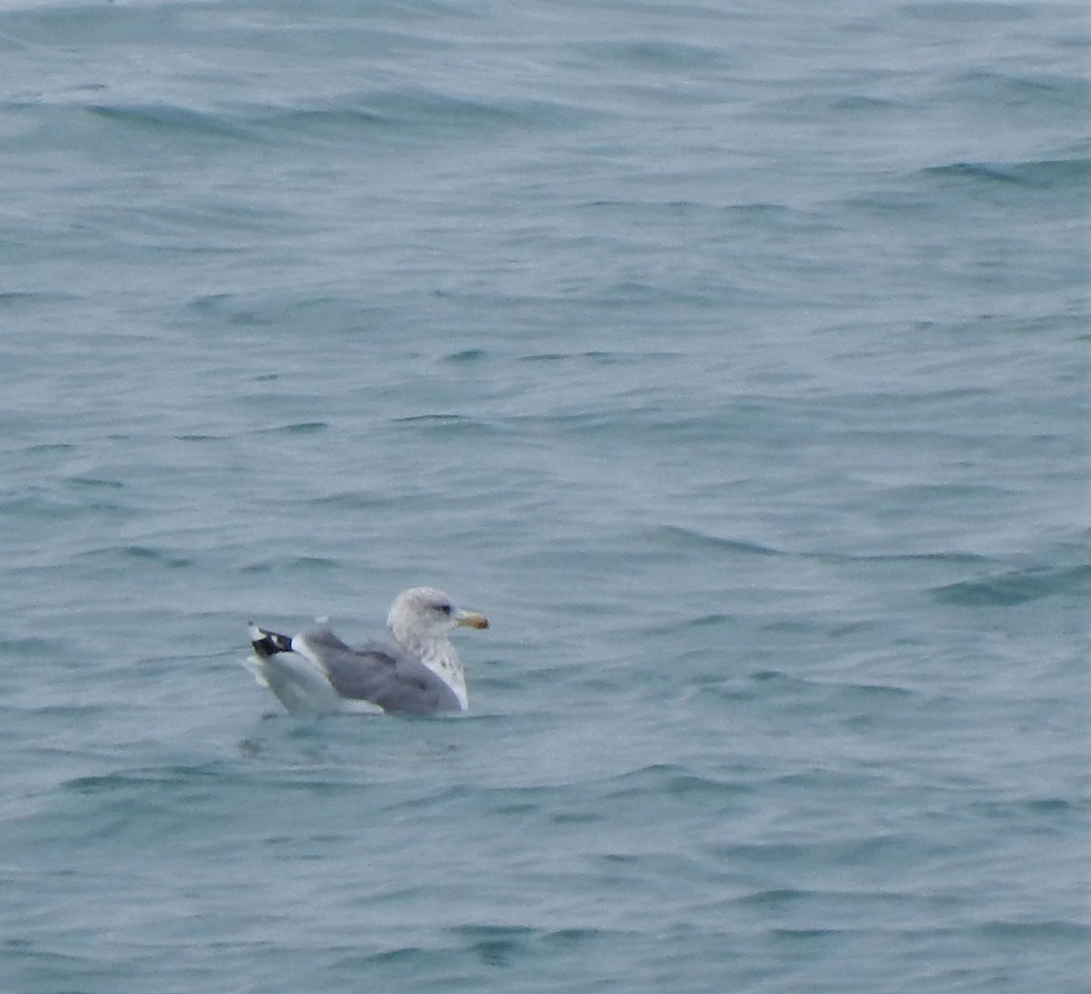 California Gull - Sage P