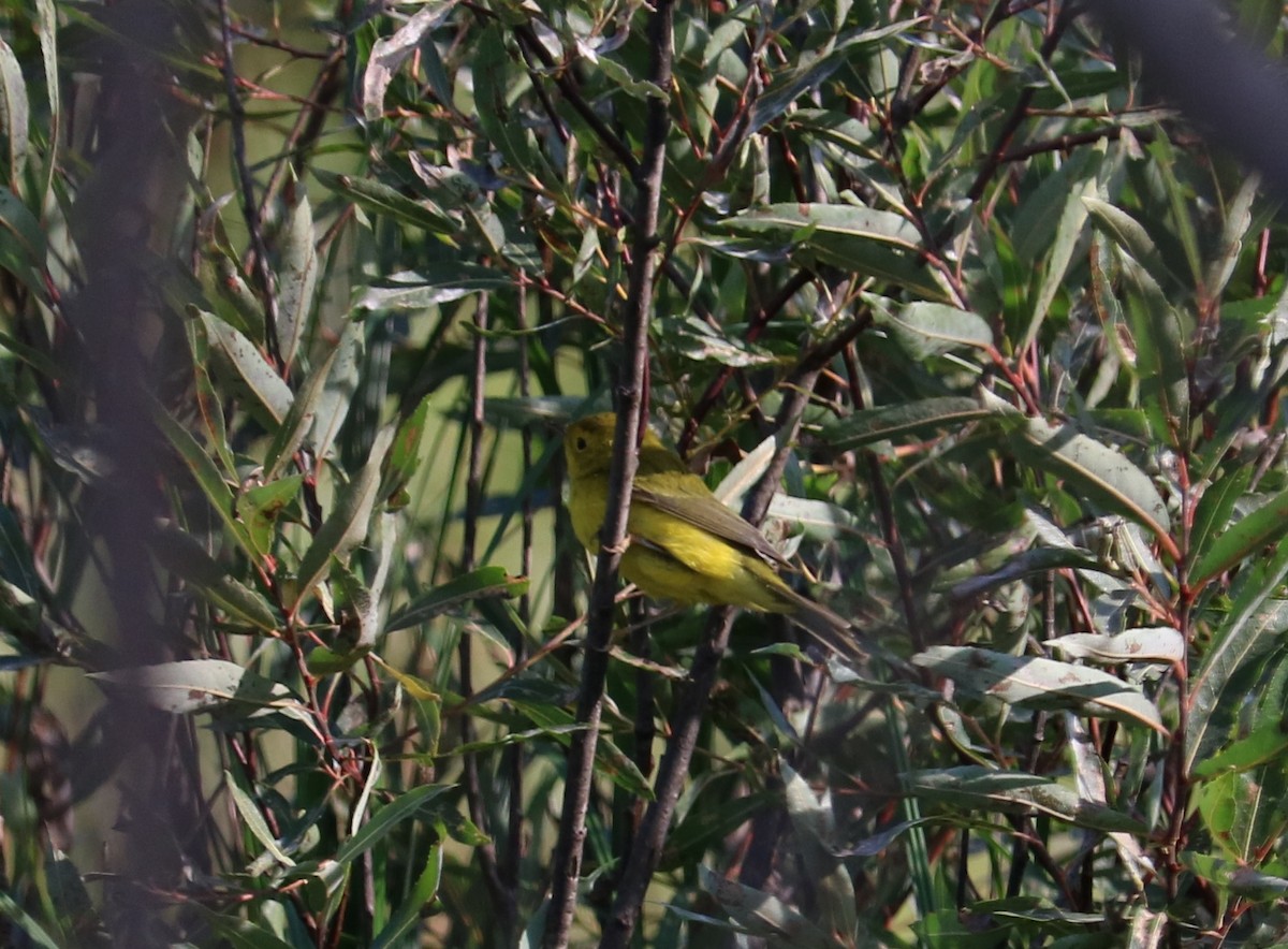 Wilson's Warbler - ML115542661