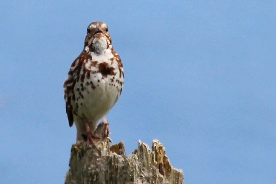 Song Sparrow - ML115543851