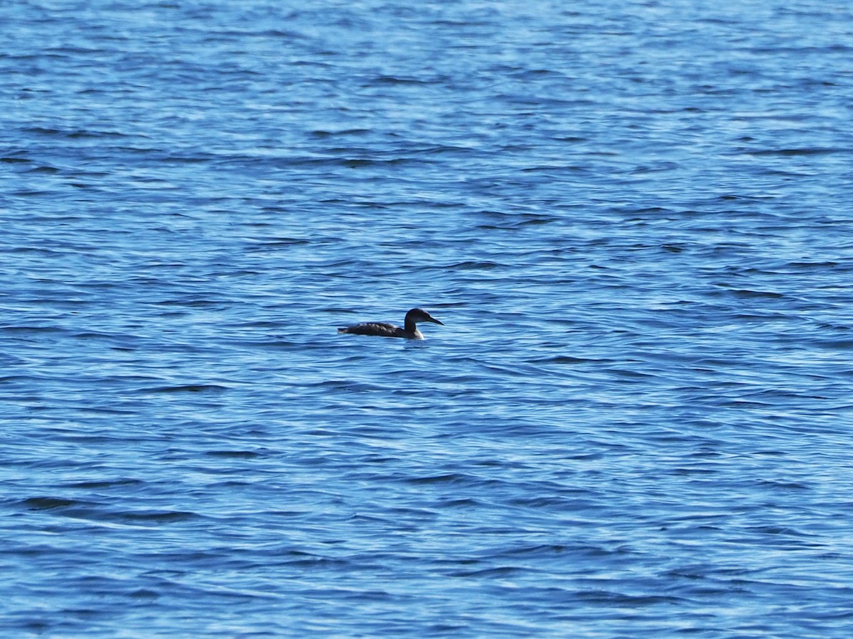 Red-necked Grebe - ML115547541