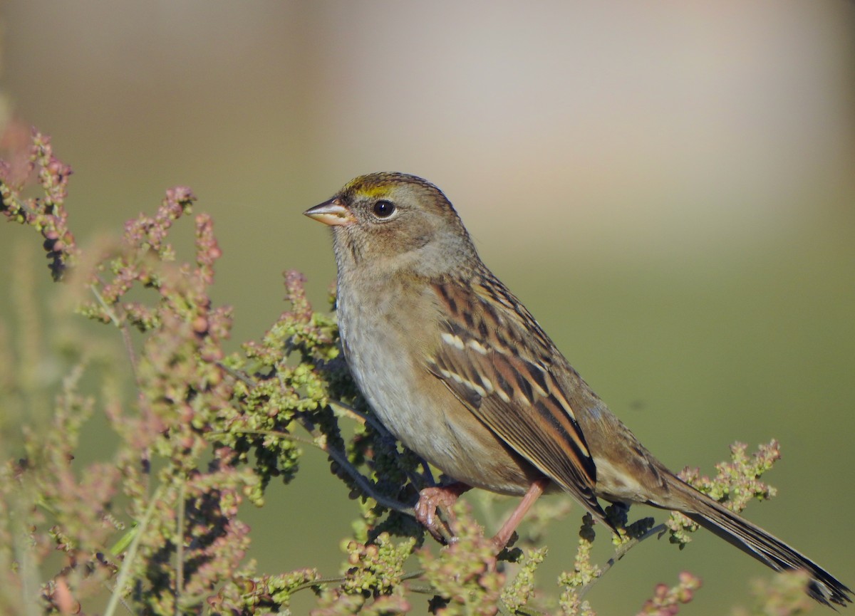 Bruant à couronne dorée - ML115547591