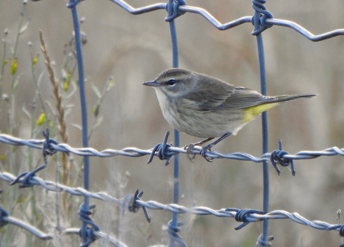 Palm Warbler - ML115547691