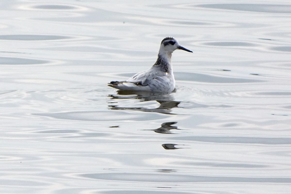 Red-necked Phalarope - Randall M