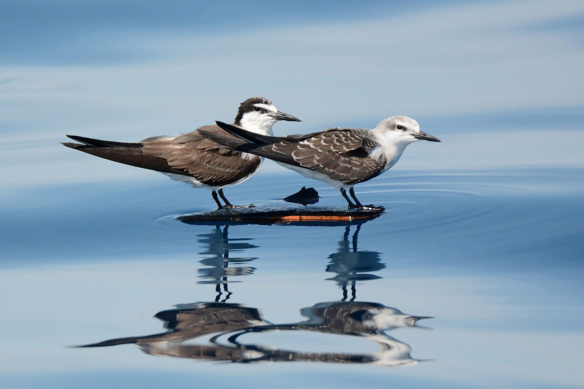 Bridled Tern - Kyle Kittelberger