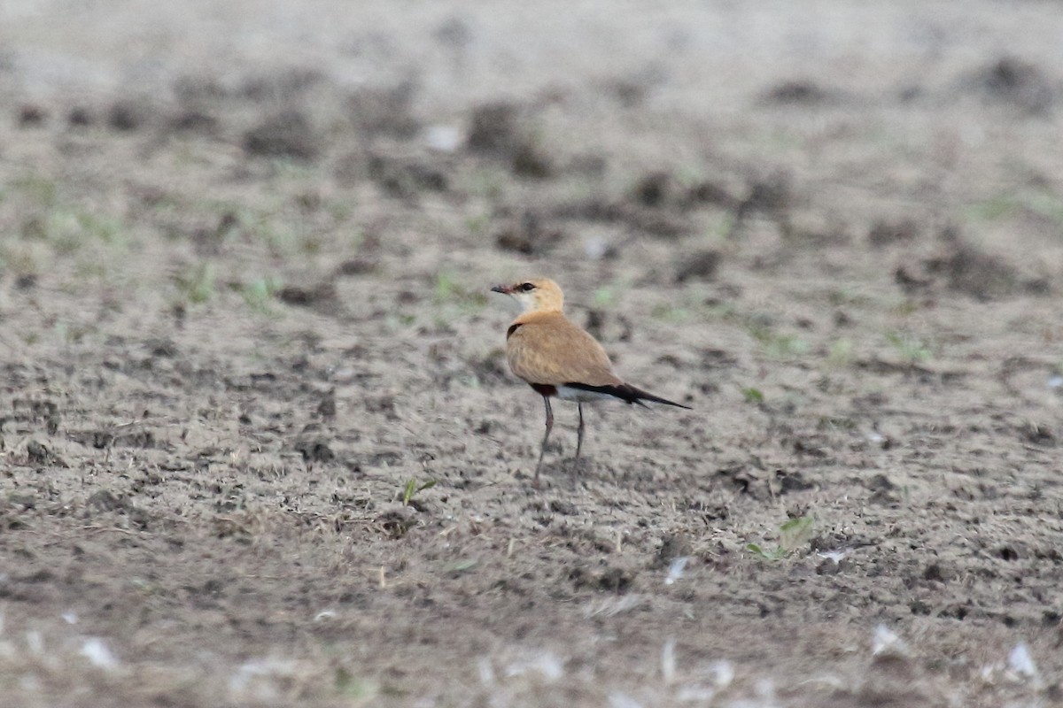 Australian Pratincole - Deborah Metters