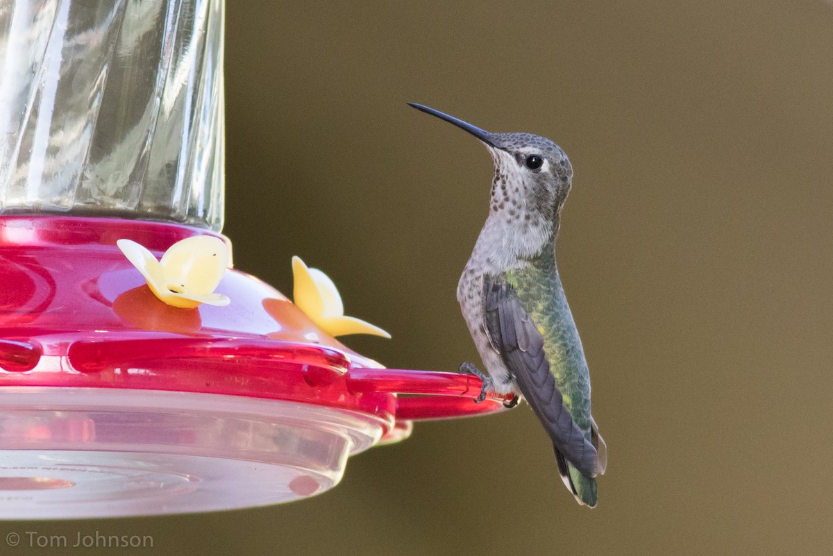 Anna's Hummingbird - Tom Johnson