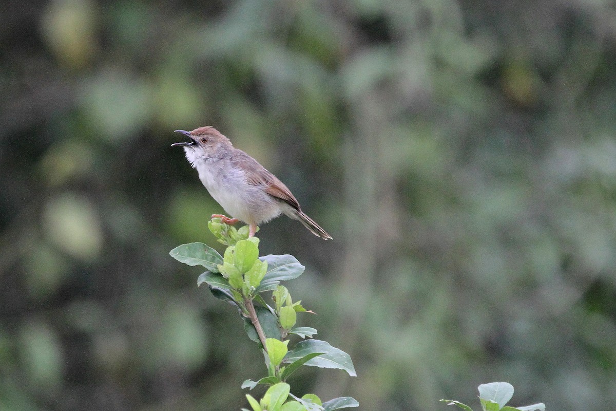 Trilling Cisticola - Stephen Gast