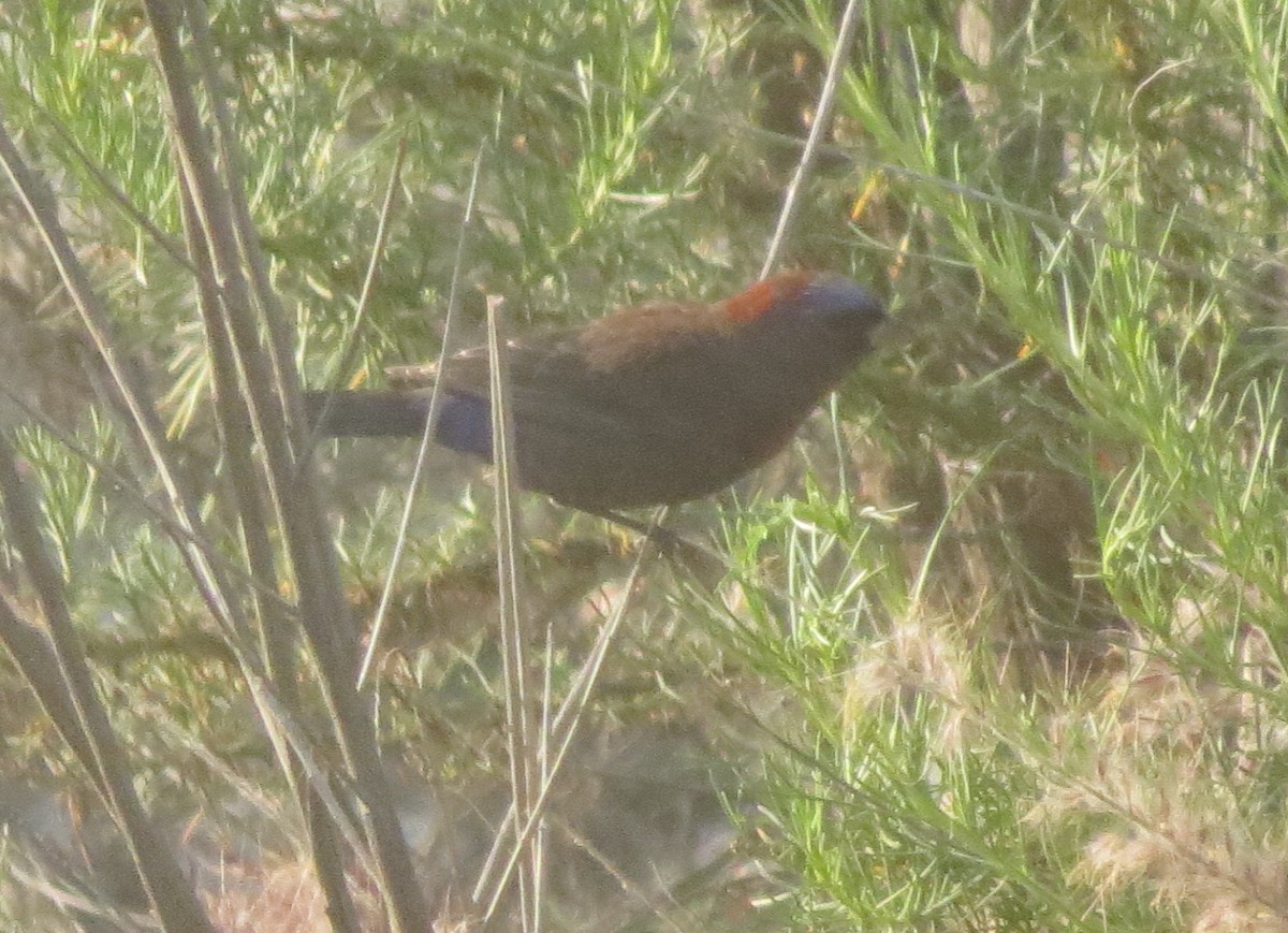 Varied Bunting - ML115555251